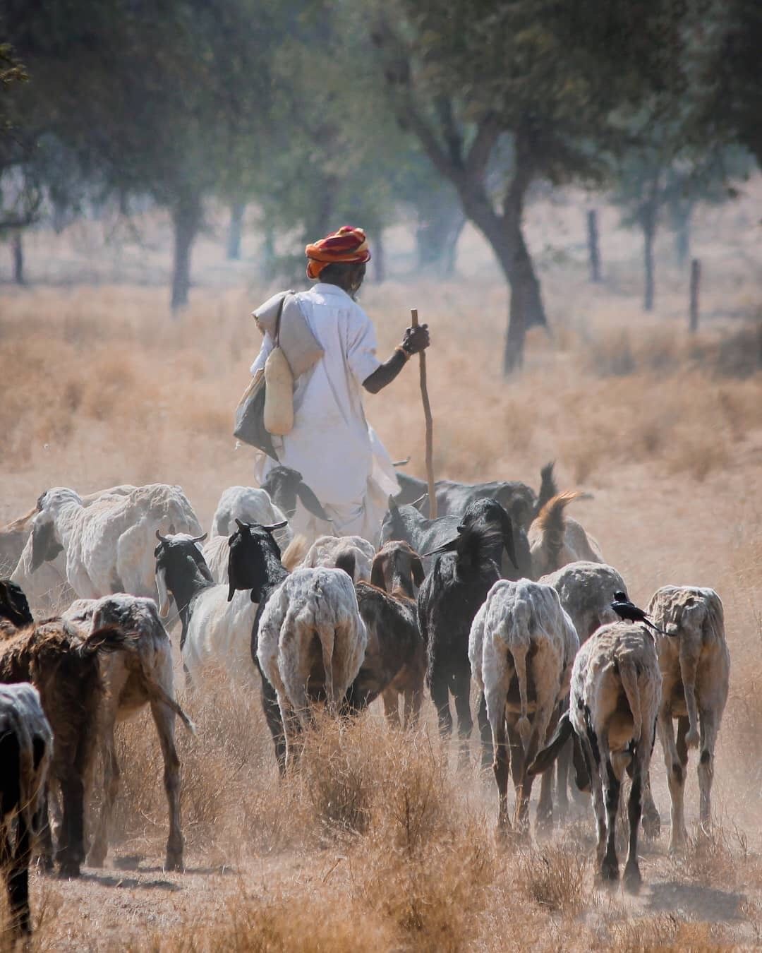 Village farmer with goats